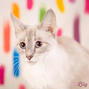 Lily Potter -  Domestic Short Hair Cat for Adoption in Springfield, Missouri - Lily Potter | PetCurious