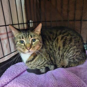 Sid -  Domestic Short Hair Cat for Adoption in Las Vegas, Nevada - Sid | PetCurious