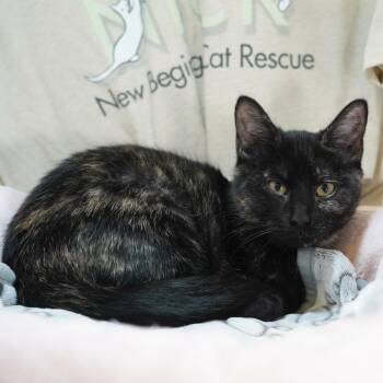 Eileen -  Tortoiseshell and Domestic Short Hair Cat for Adoption in Garland, Texas - Eileen | PetCurious