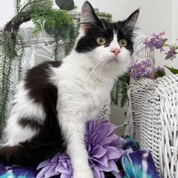 Domestic Medium Hair Cats Available for Adoption in Eaton Rapids, Michigan - Flirting K. 56171 | PetCurious