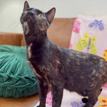 Tortoiseshell and Domestic Short Hair Cats Available for Adoption in Friendswood, Texas - Eloise Leung | PetCurious