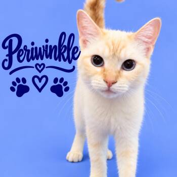 Periwinkle -  Domestic Short Hair and Siamese Cat for Adoption in Mokena, Illinois - Periwinkle | PetCurious