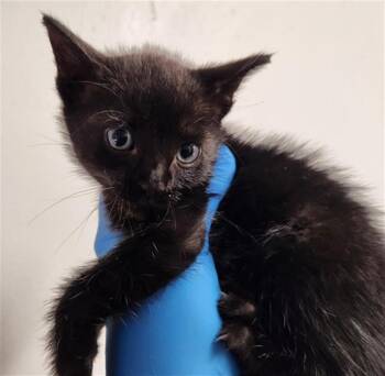 A2475969 -  Domestic Short Hair Cat for Adoption in Fort Lauderdale, Florida - A2475969 | PetCurious