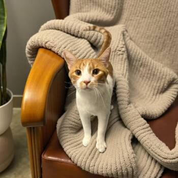 Rescue Domestic Short Hair Cats for Adoption in Wilmington, Ohio - Clark | PetCurious