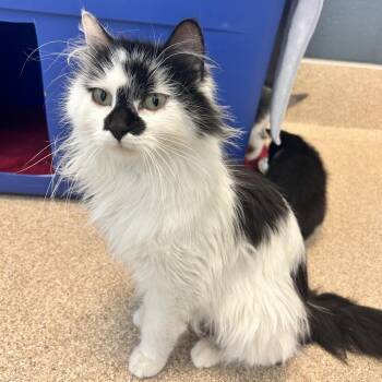 Daisy -  Domestic Long Hair Cat Available for Adoption in Bristol, Indiana - Daisy | PetCurious