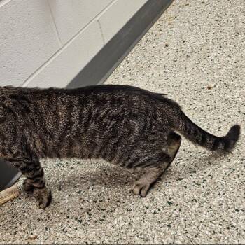Pluto -  Domestic Short Hair Cat for Adoption in Cedar Rapids, Iowa - Pluto | PetCurious