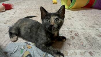 Kit Cat -  Domestic Short Hair Cat for Adoption in Byrdstown, Tennessee - Kit Cat | PetCurious
