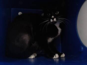 PANDA -  Domestic Short Hair Cat Available for Adoption in Orlando, Florida - PANDA | PetCurious