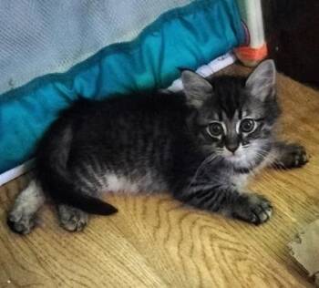 Ronaldo -  Domestic Short Hair Cat for Adoption in Atlanta, Georgia - Ronaldo | PetCurious