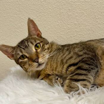 Rescue Domestic Short Hair Cats for Adoption in Las Vegas, Nevada - Amy | PetCurious