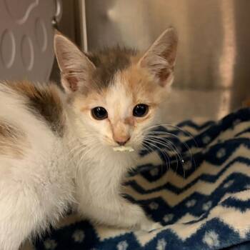 Agnes -  Domestic Short Hair Cat for Adoption in Newark, New Jersey - Agnes | PetCurious