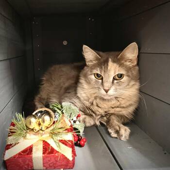 Domestic Long Hair Cats Available for Adoption in Maryville, Tennessee - Mae | PetCurious