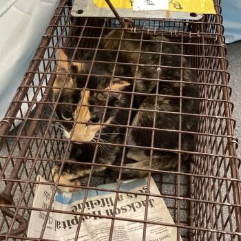 Domestic Short Hair Cats Available for Adoption in Montgomery, Alabama - Ollie