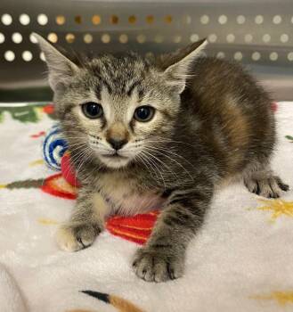 Lynn -  Domestic Short Hair Cat for Adoption in Columbia, Tennessee - Lynn | PetCurious