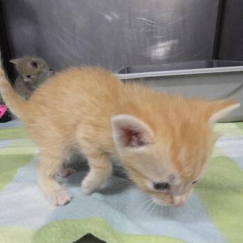 Queso 26-0217 -  Domestic Short Hair Cat for Adoption in Yanceyville, North Carolina - Queso 26-0217 | PetCurious