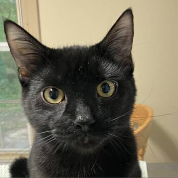 Rescue Domestic Short Hair Cats for Adoption in Wilmington, Delaware - Kit | PetCurious