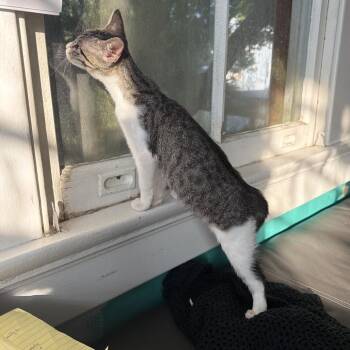 Gravy -  Domestic Short Hair Cat for Adoption in Folsom, Louisiana - Gravy | PetCurious
