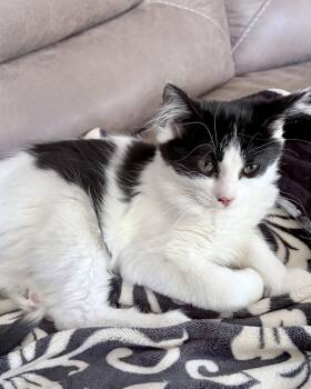 Doodle Bob -  Domestic Medium Hair Cat for Adoption in Columbus, Minnesota - Doodle Bob | PetCurious