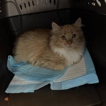 Tina -  Domestic Long Hair Cat for Adoption in Salt Lake City, Utah - Tina | PetCurious
