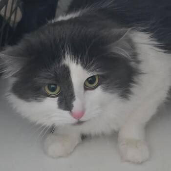 Domestic Long Hair Cats Available for Adoption - Flaky | PetCurious