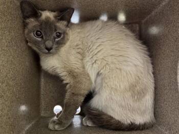 VALIS -  Domestic Short Hair Cat for Adoption in Pueblo, Colorado - VALIS | PetCurious