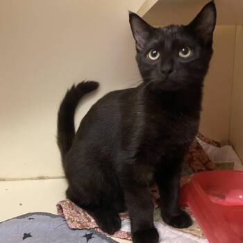 Mulligan -  Domestic Medium Hair Cat for Adoption in Dayton, Ohio - Mulligan | PetCurious