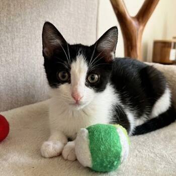 Popeye 5061 -  Domestic Short Hair Cat for Adoption in Boca Raton, Florida - Popeye 5061 | PetCurious