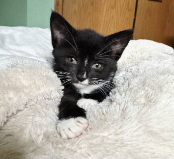 Rescue Domestic Short Hair and Tuxedo Cats for Adoption in Montello, Wisconsin - Buffy | PetCurious