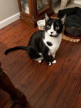 Snoopy -  Domestic Short Hair Cat for Adoption in Antioch, California - Snoopy | PetCurious