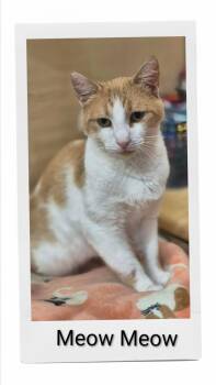 Meow Meow -  Domestic Short Hair Cat for Adoption in Caistor Centre, Ontario - Meow Meow | PetCurious