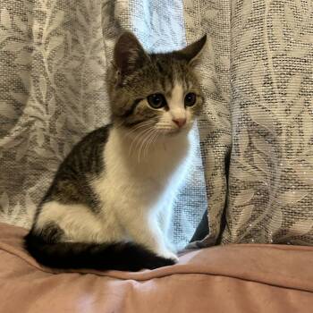 Domestic Short Hair Cats Available for Adoption in Evansville, Indiana - Dolly | PetCurious