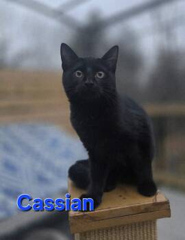 Rescue Domestic Short Hair Cats for Adoption in Rustburg, Virginia - Cassian - Not At Shelter (Carisa) | PetCurious