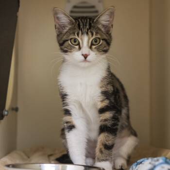 Rescue Domestic Short Hair Cats for Adoption in Los Angeles, California - Gogo Yubari | PetCurious