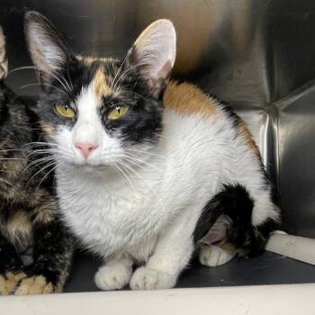 Rescue Domestic Short Hair Cats for Adoption in Roanoke, Virginia - Lyra | PetCurious