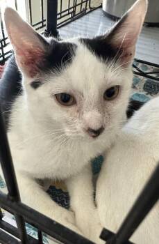 Lob Wedge -  Domestic Short Hair and Extra Toes Cat Hemingway Polydactyl Cat for Adoption in Alafaya, Florida - Lob Wedge | PetCurious