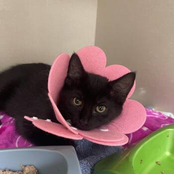 Grave Digger -  Domestic Short Hair Cat for Adoption in Mentor, Ohio - Grave Digger | PetCurious
