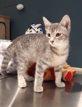 Onyx -  Domestic Short Hair Cat for Adoption in Mesquite, Nevada - Onyx | PetCurious