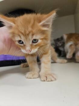 Rainbow Dash -  Domestic Short Hair Cat for Adoption in Bloomington, Indiana - Rainbow Dash | PetCurious