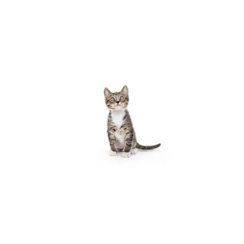 Rescue Domestic Short Hair Cats for Adoption in Los Angeles, California - Whisker McFluffy | PetCurious