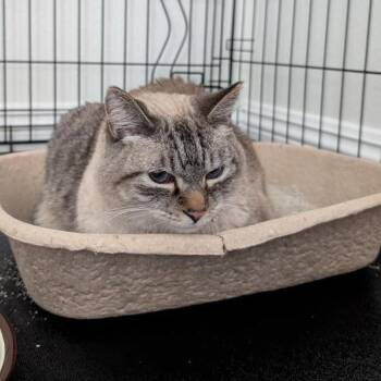 Moshi Cat OS NV -  Domestic Short Hair Cat for Adoption in Las Vegas, Nevada - Moshi Cat OS NV | PetCurious