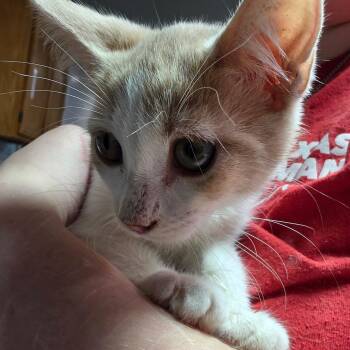 Almond -  Domestic Short Hair Cat for Adoption in Leander, Texas - Almond | PetCurious