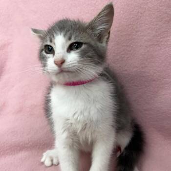Edna -  Domestic Short Hair Cat for Adoption in West Point, Mississippi - Edna | PetCurious