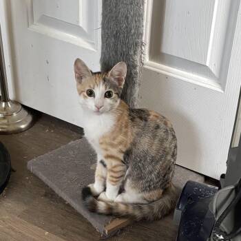 Zoey -  Calico and Domestic Short Hair Cat for Adoption in Antioch, California - Zoey | PetCurious