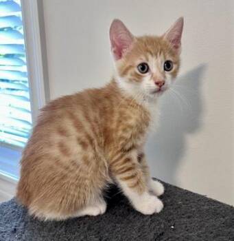 Jimbo -  Tabby and Domestic Short Hair Cat for Adoption in Vaughan, Ontario - Jimbo | PetCurious