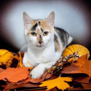 Posey -  Calico Cat for Adoption in Wilmington, Ohio - Posey | PetCurious
