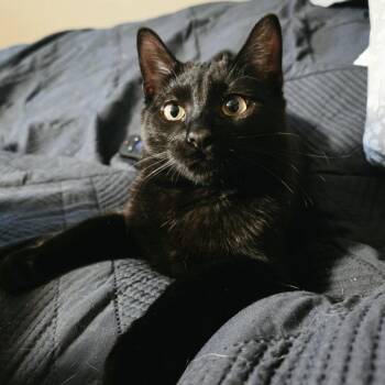 Flea -  Domestic Short Hair Cat for Adoption in Stoughton, Wisconsin - Flea | PetCurious