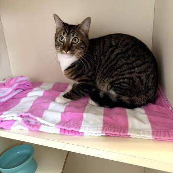 Cav -  Domestic Short Hair Cat for Adoption in Dekalb, Illinois - Cav | PetCurious