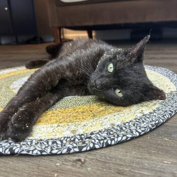 Rescue Domestic Short Hair Cats for Adoption in Tucker, Georgia - Chris (Redefines Lap Cat) | PetCurious