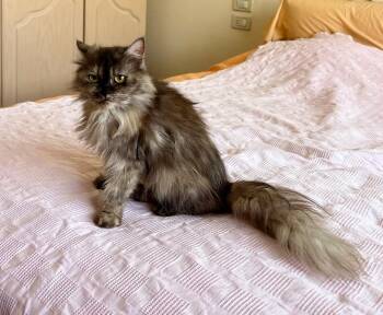 Chilli -  Maine Coon Cat for Adoption in Brampton, Ontario - Chilli | PetCurious
