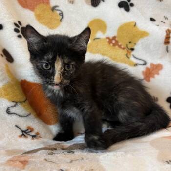 Candy Mountain -  Domestic Short Hair Cat for Adoption in Phoenix, Arizona - Candy Mountain | PetCurious